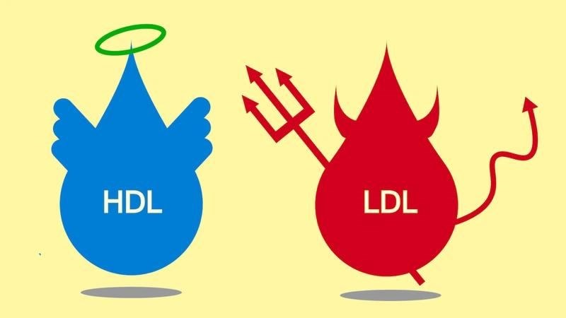 HDL cholesterol còn được gọi là cholesterol tốt nhờ tác dụng bảo vệ mạch máu