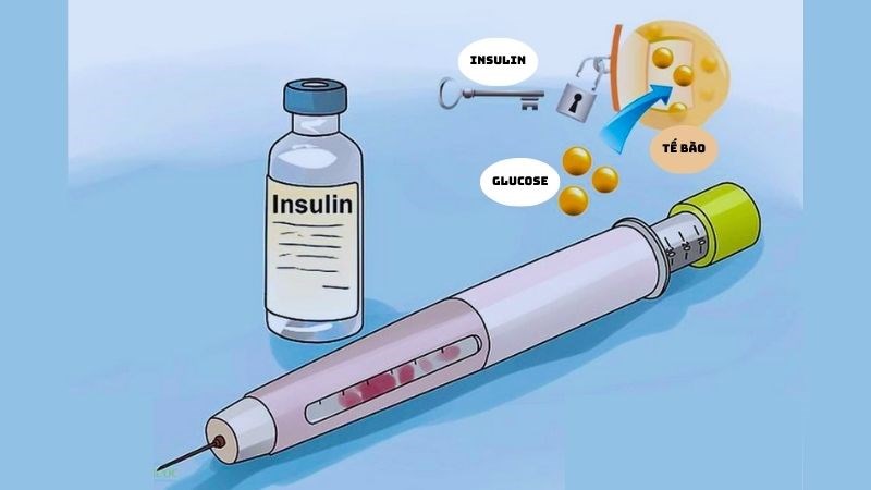 Insulin có vai trò vận chuyển đường vào tế bào, giúp ổn định đường huyết