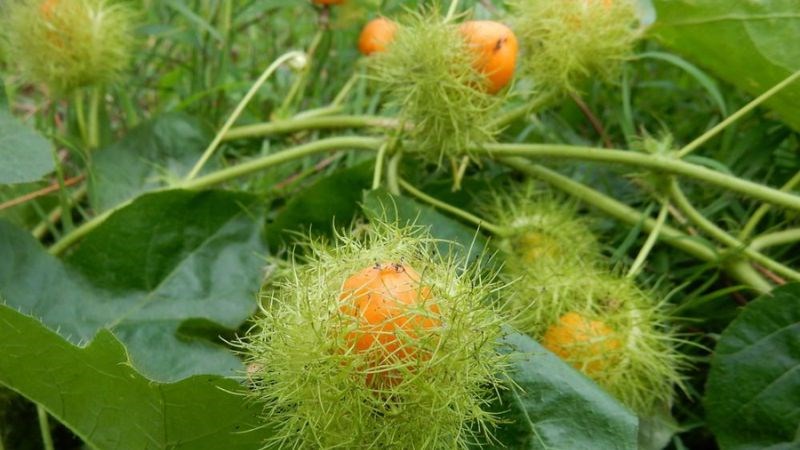 Lạc tiên là một vị thuốc an thần, dưỡng tâm