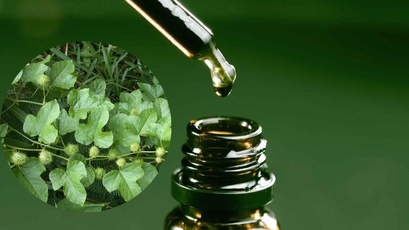 Người ta có thể chiết xuất được nhiều thành phần hoạt chất quan trọng từ cây lạc tiên