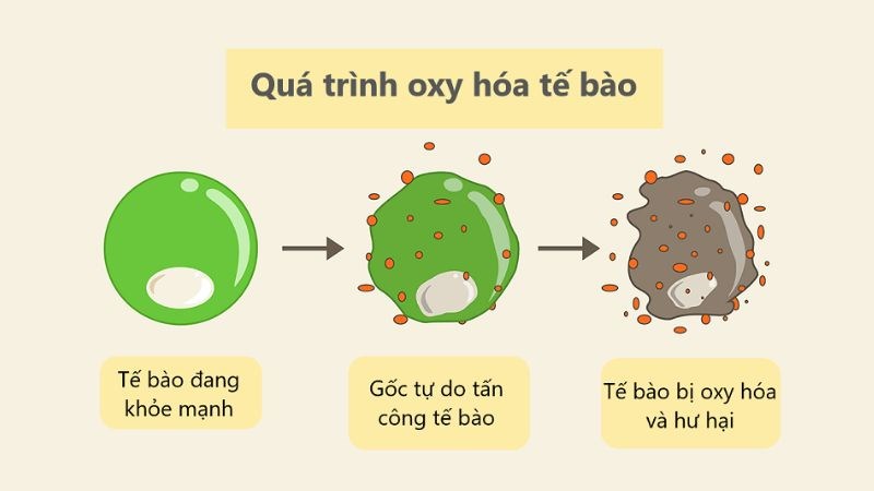 Ginsenoside có trong nhân sâm giúp chống oxy hóa