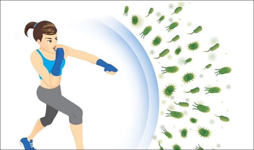 Hệ miễn dịch giúp chống lại các vi khuẩn gây bệnh