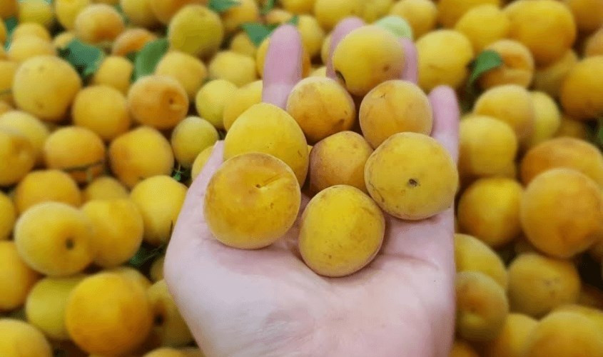 Quả mơ ít năng lượng, giàu vitamin, chất xơ, khoáng chất, đặc biệt giàu chất chống oxy hóa