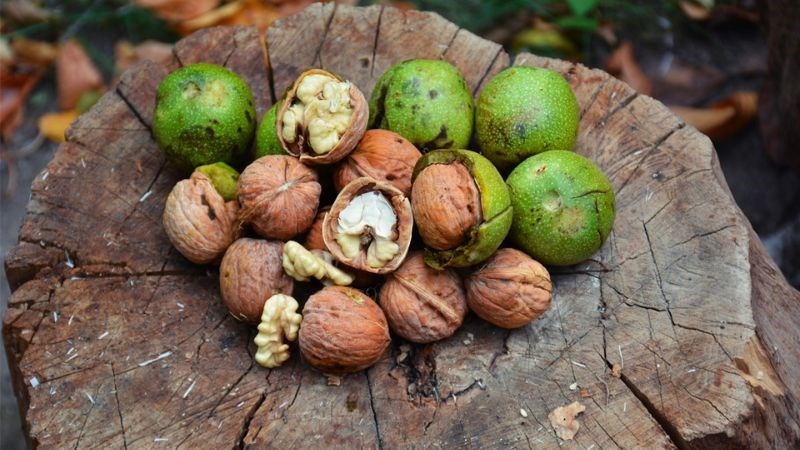 Hạt óc chó mang lại rất nhiều giá trị dinh dưỡng, tốt cho sức khoẻ