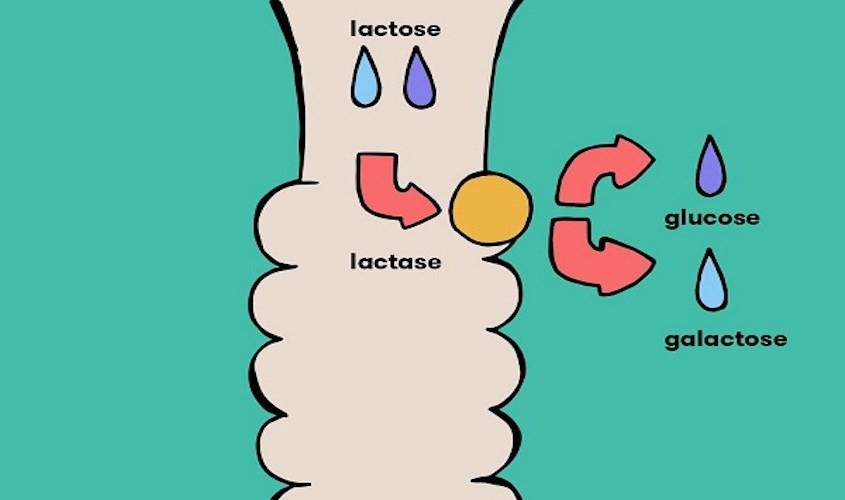 Lactose được chuyển hóa thành Glucose và Galactose