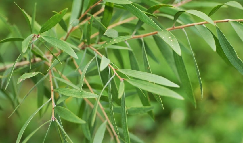 Hình ảnh lá cây tràm dùng để chiết xuất dầu tràm