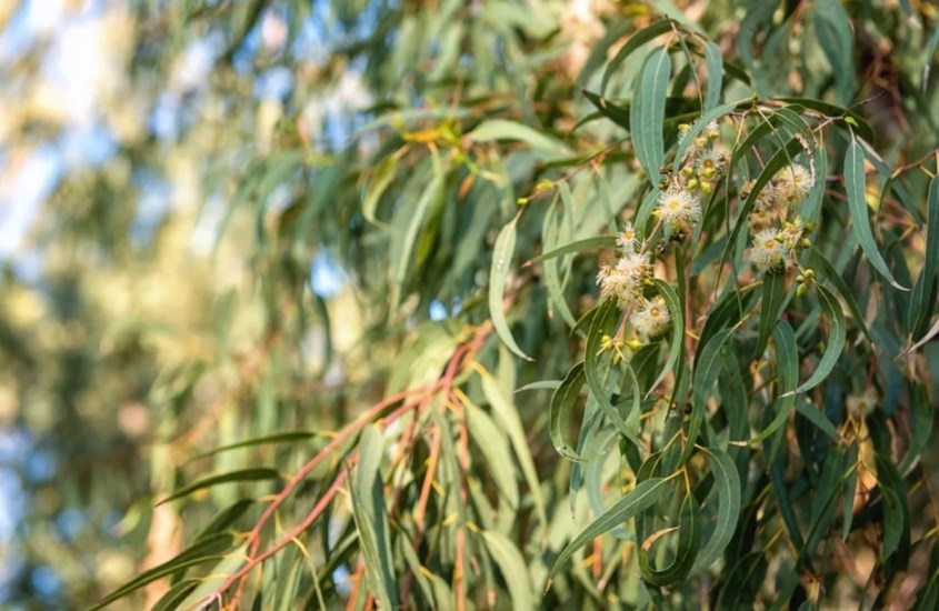 Hình ảnh lá bạch đàn dùng để chiết xuất dầu khuynh diệp