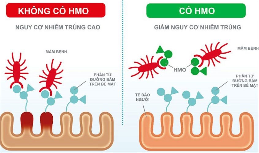 HMO kháng khuẩn và kháng virus