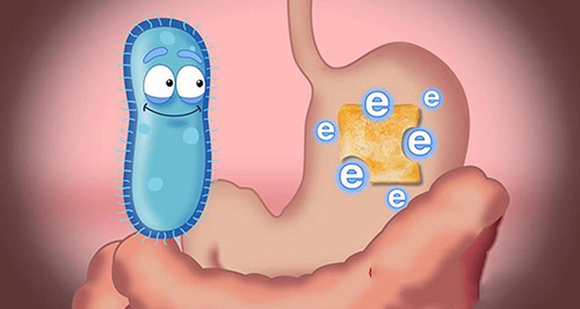 Men tiêu hóa do có thể tiết ra