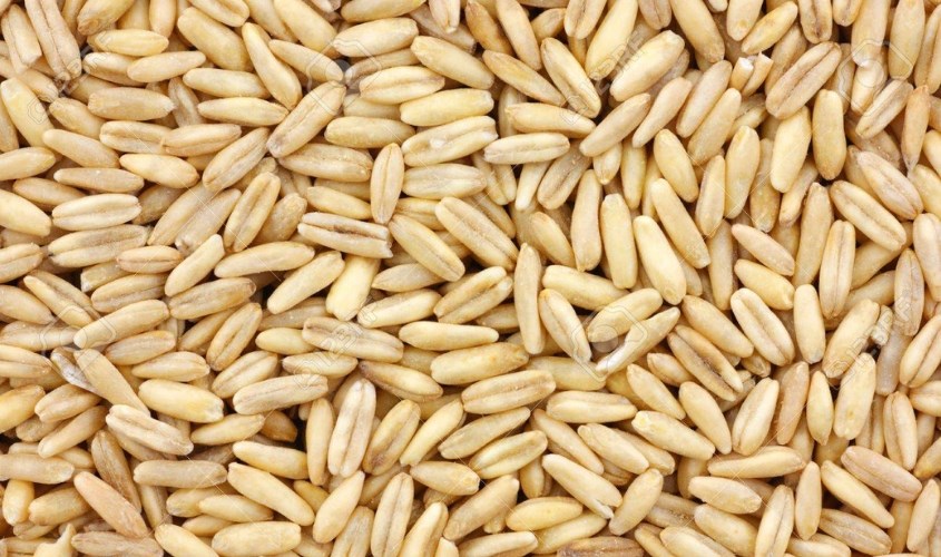 Không ăn sống yến mạch nguyên hạt và yến mạch cắt nhỏ Không ăn sống yến mạch nguyên hạt và yến mạch cắt nhỏ