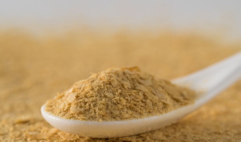 Nấm men dinh dưỡng và nấm men bia chứa nhiều vitamin B12