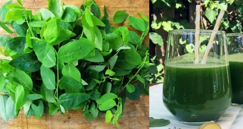 Rơ lưỡi cho bé trên 6 tháng tuổi bằng rau ngót cực kỳ tốt