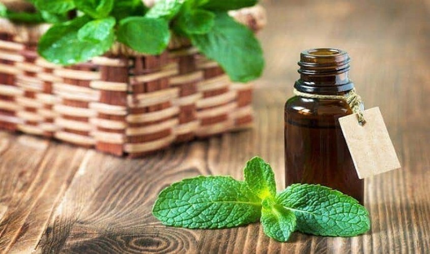 Tinh dầu bạc hà được ép lạnh hoặc chưng cất