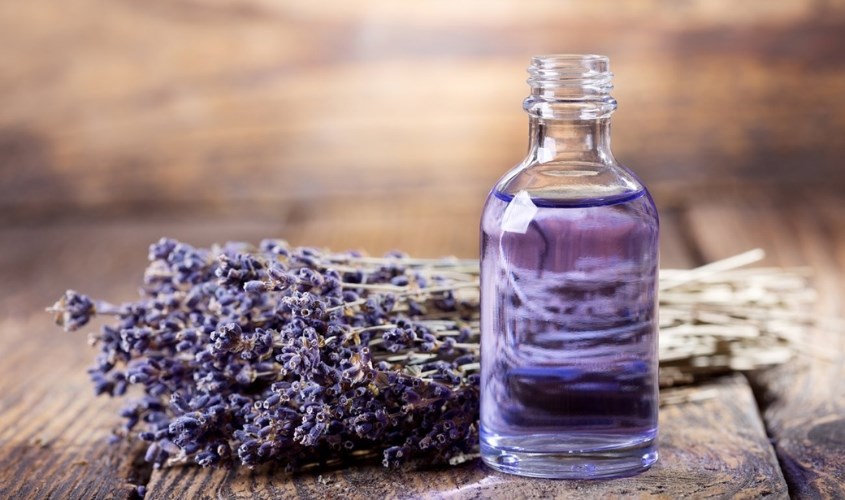Tinh dầu oải hương giúp giảm stress hiệu quả