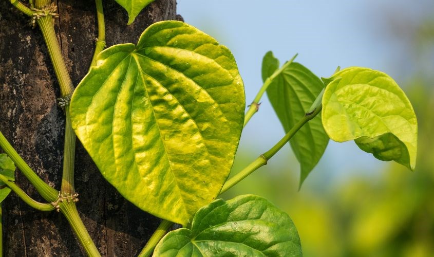 Triệt lông nách bằng lá trầu không Triệt lông nách bằng lá trầu không