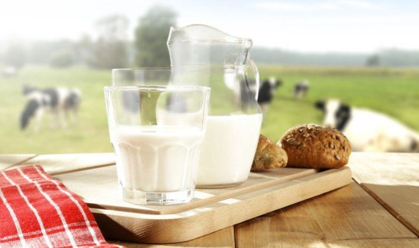 Sữa tươi vắt trực tiếp Sữa tươi vắt trực tiếp