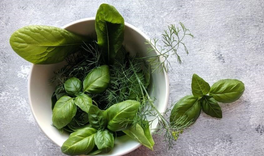 Thìa là, húng quế là gia vị thảo mộc an toàn với phụ nữ cho con bú. Nguồn ảnh: Pexels Thìa là, húng quế là gia vị thảo mộc an toàn với phụ nữ cho con bú. Ảnh: Pexels