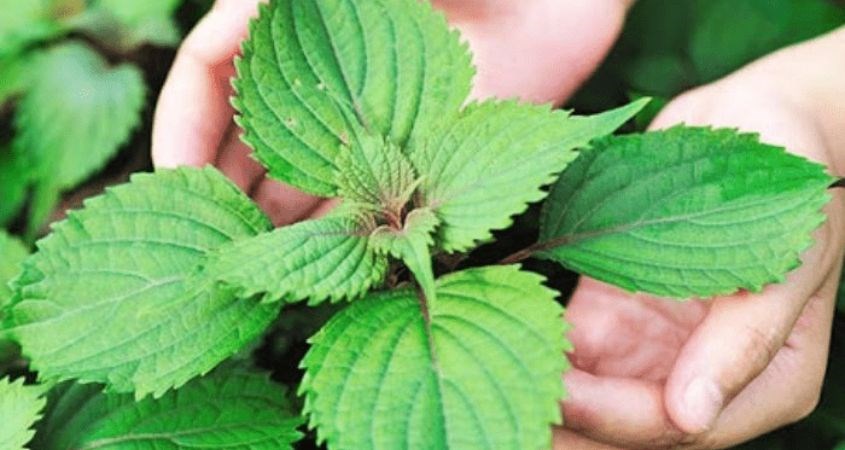 Xông mặt bằng lá bạc hà 