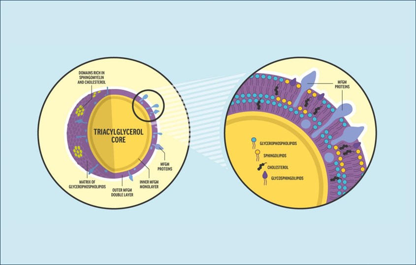 MFGM là thành phần có trong sữa tự nhiên MFGM là thành phần có trong sữa tự nhiên