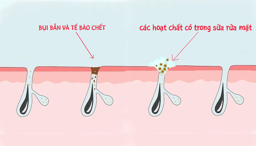 Sữa rửa mặt giúp lấy đi bụi bẩn, dầu nhờn sâu trong lỗ chân lông