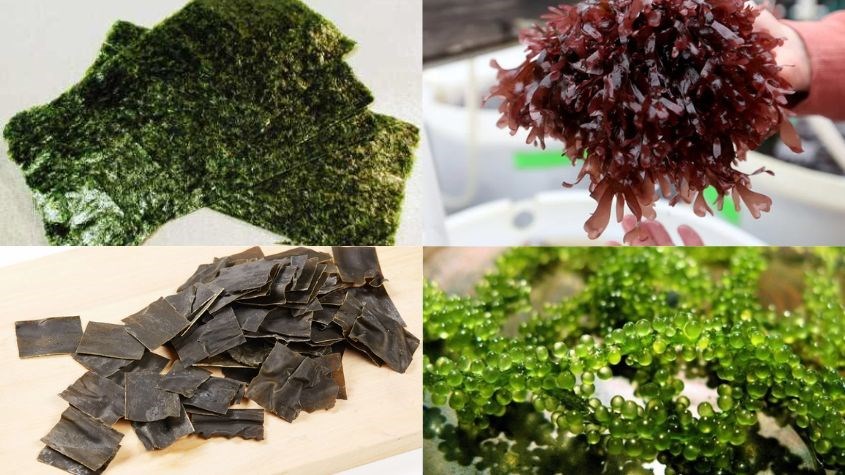 Có rất nhiều loại tảo khác nhau với những hình dạng và màu sắc khác nhau