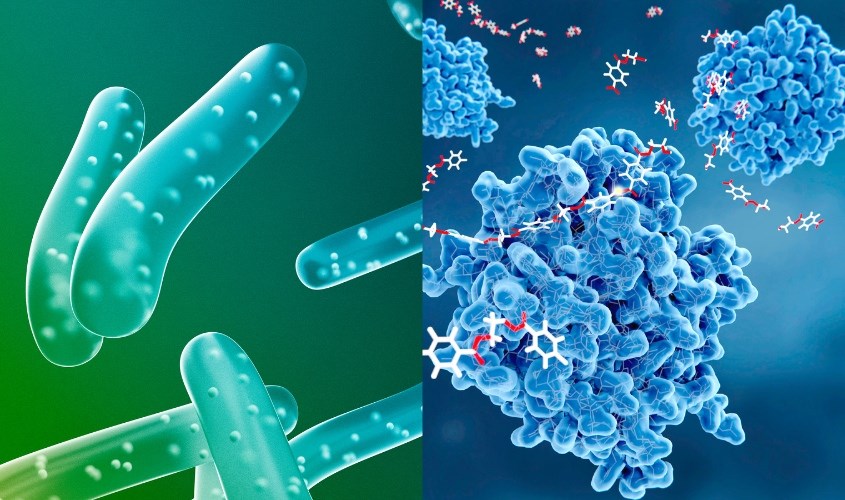 Men vi sinh và men tiêu hóa