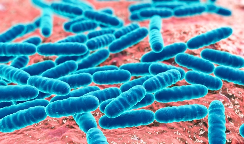 Lactobacillus là lợi khuẩn tốt cho hệ tiêu hóa và hệ bài tiết