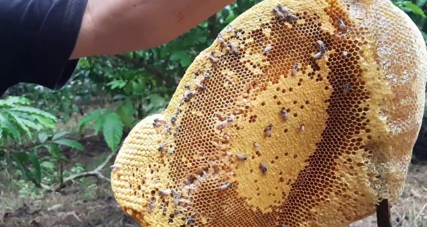 mật ong XN với nguồn mật chất lượng