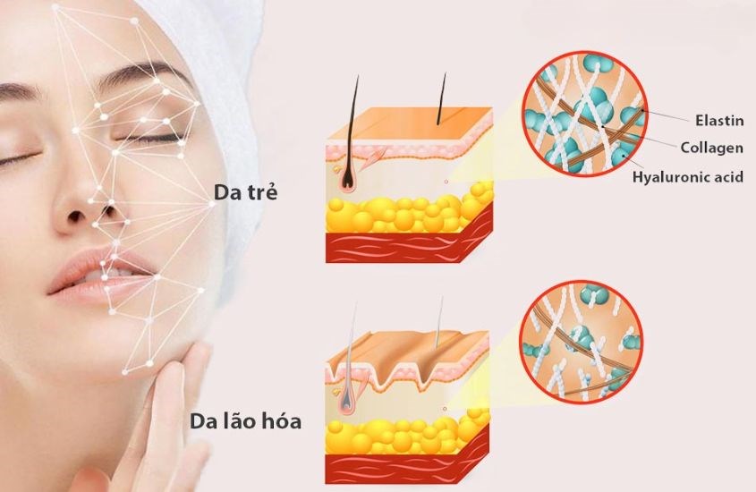 Kem chống nắng giúp bảo vệ collagen và elastin