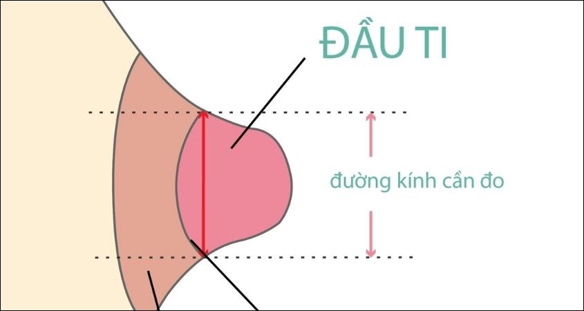 đo đường kính hoặc chiều ngang của núm vú