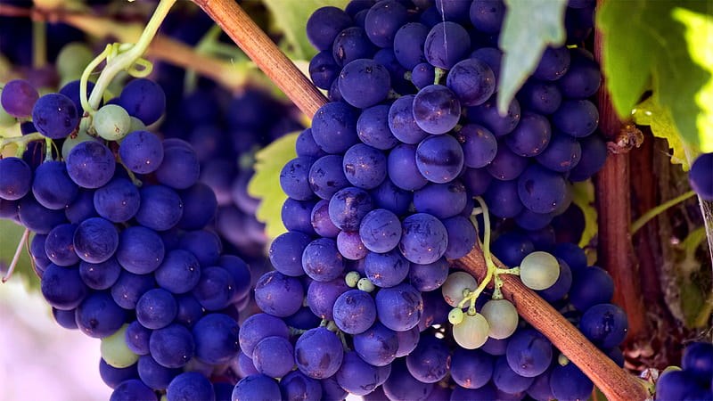 Trong vỏ nho có chứa resveratrol, giúp tinh trùng cứng hơn