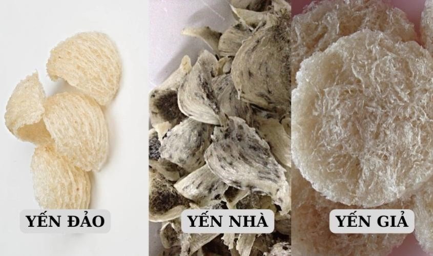 Các loại yến trên thị trường hiện nay