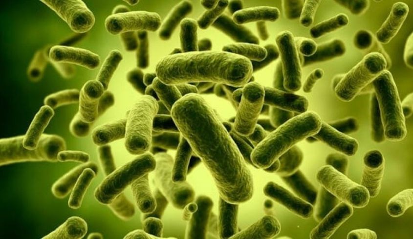 Vi khuẩn lactobacillus có trong các thực phẩm lên men Vi khuẩn lactobacillus có trong các thực phẩm lên men