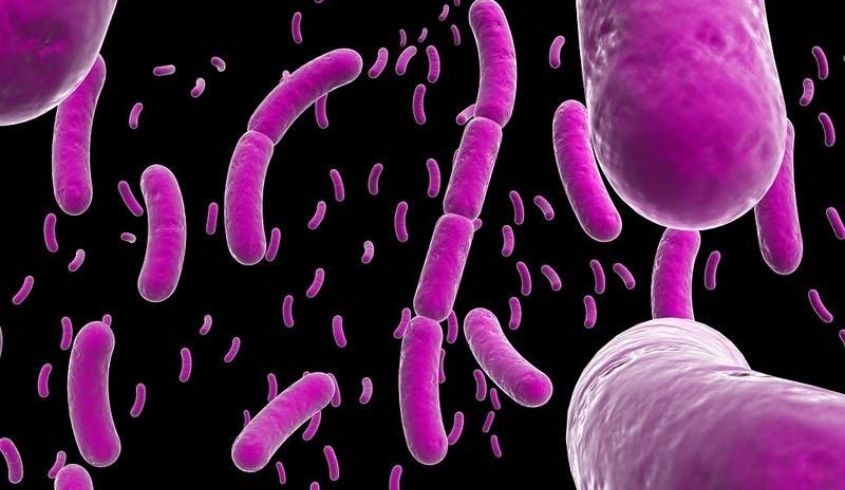 Vi khuẩn bacillus có rất nhiều trong tự nhiên Vi khuẩn bacillus có rất nhiều trong tự nhiên