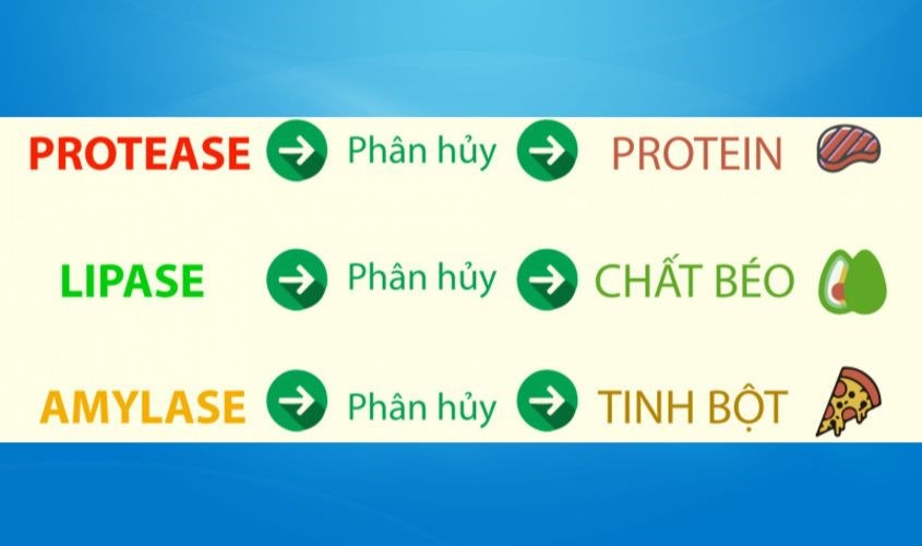 Loại enzym quan trọng đối với quá trình tiêu hoá