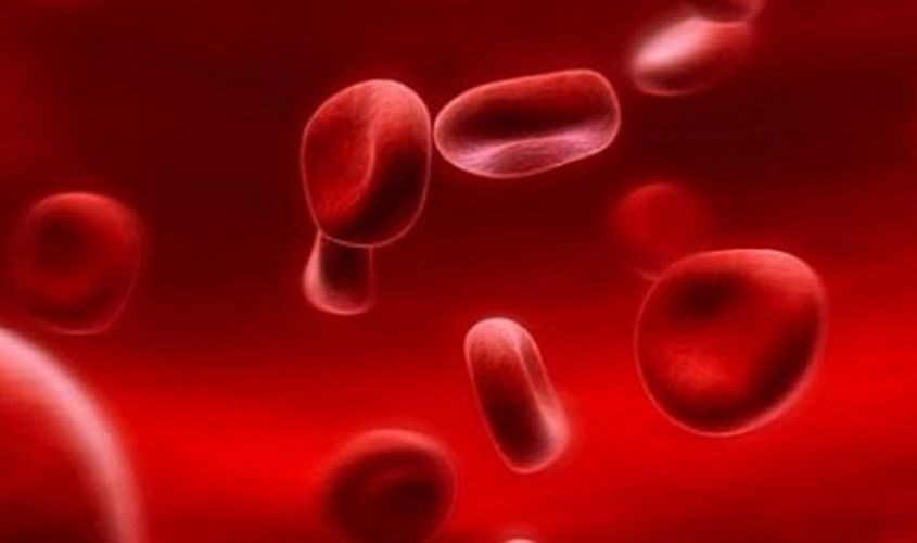 Rong biển giúp lọc máu Rong biển giúp lọc máu