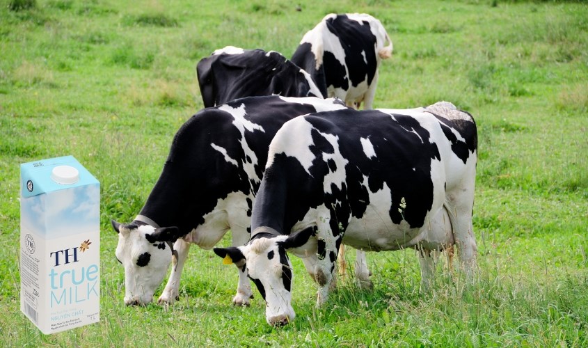 Sữa tươi tiệt trùng TH true MILK không đường 1 lít (từ 1 tuổi)
