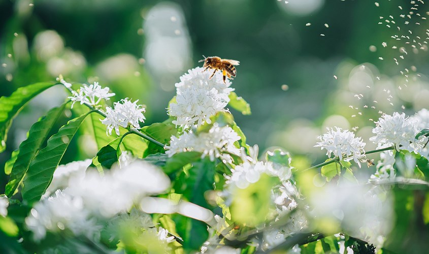 Mật ong hoa cà phê