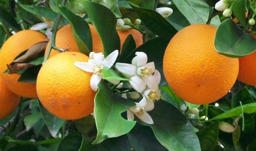 Mật ong hoa cam, quýt