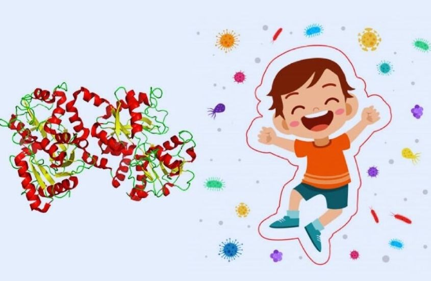 Chất lactoferrin là thành phần quan trọng trong hệ thống miễn dịch