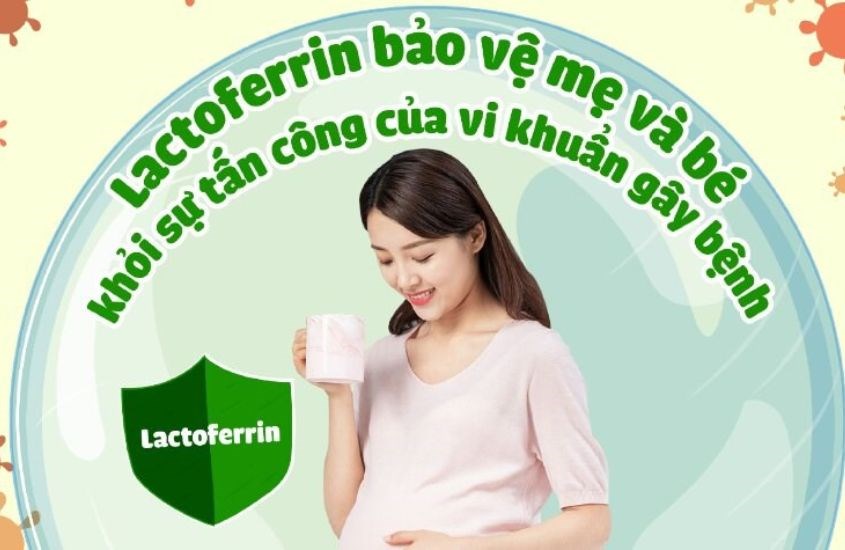 Lactoferrin có vai trò liên kết và vận chuyển sắt tự do trong máu đến các tế bào để nuôi cơ thể