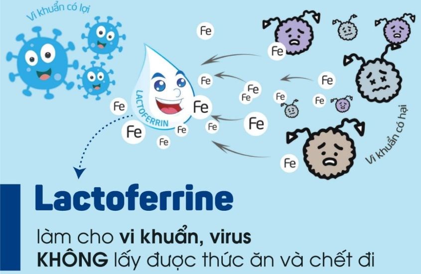 Lactoferrin ngăn cản virus gắn với tế bào chủ