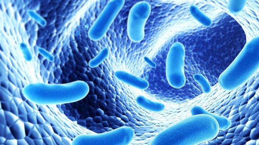 Prebiotic là lợi khuẩn giúp bảo vệ đường ruột và hệ tiêu hóa