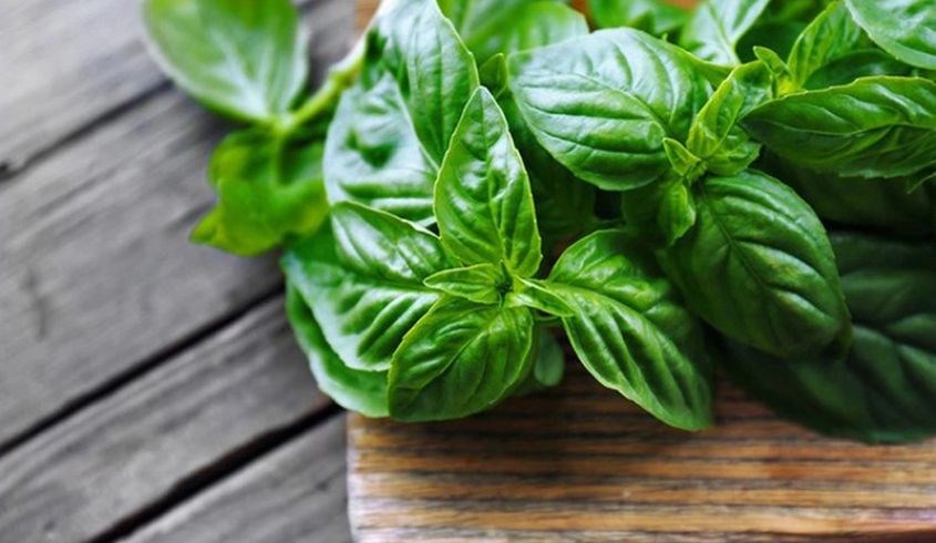 Bạn có thể lựa chọn ăn loại rau húng quế tươi hoặc sấy khô