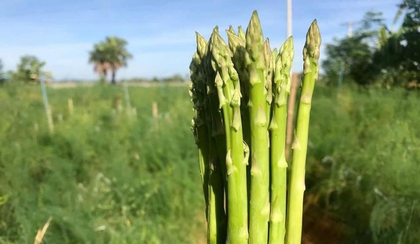 Măng tây nổi tiếng là một loại rau dinh dưỡng