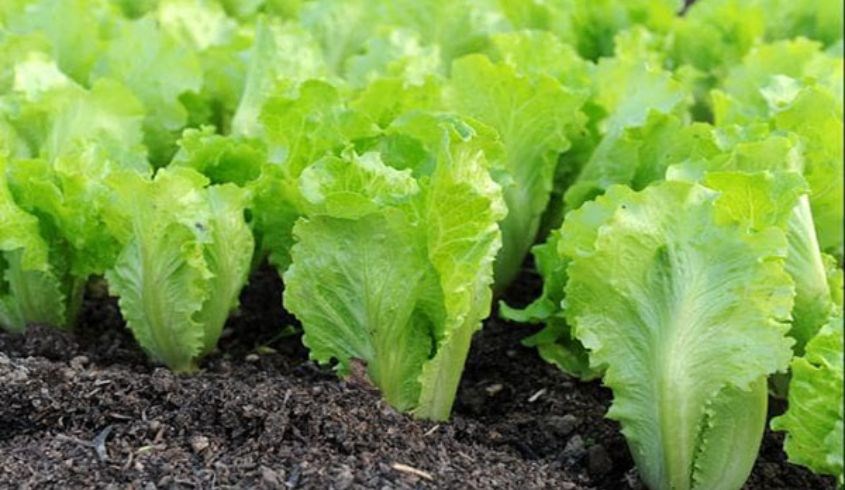 Rau xà lách là loại rau dễ ăn và phổ biến với người tiêu dùng