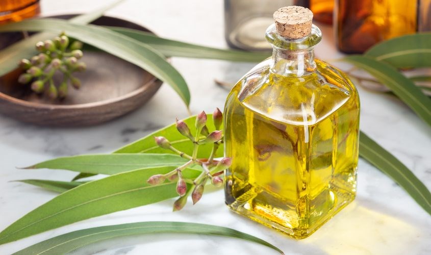 Một số lưu ý khi dùng dầu khuynh diệp tránh tác dụng phụ