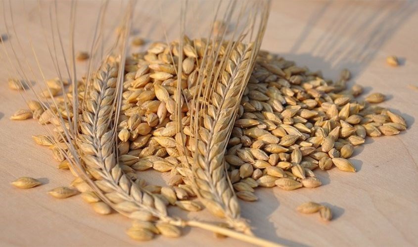 Lúa mạch hỗ trợ tiêu hóa Lúa mạch hỗ trợ tiêu hóa