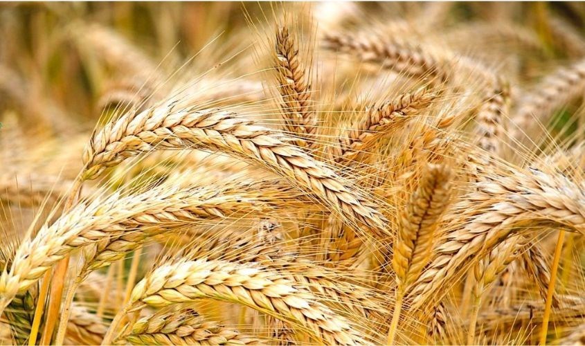 Lúa mì cung cấp nguồn năng lượng cho cơ thể Lúa mì cung cấp nguồn năng lượng cho cơ thể