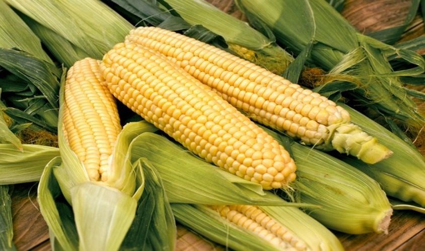 Bắp chứa nhiều lợi khuẩn tốt cho cơ thể Bắp chứa nhiều lợi khuẩn tốt cho cơ thể